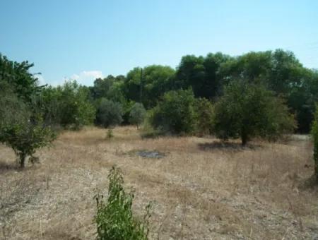 1000M2 Square Opportunity Land In Dalyan Okçular (Oka12)