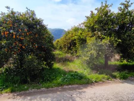 1015 M2 Detached Land With Title Deed Opportunity In Dalyan Okçular (Oka07)