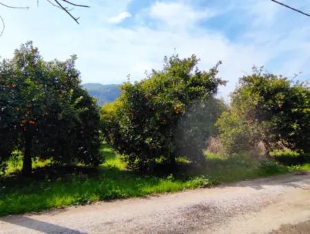 1015 M2 Detached Land With Title Deed Opportunity In Dalyan Okçular (Oka07)