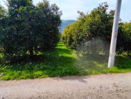 1015 M2 Detached Land With Title Deed Opportunity In Dalyan Okçular (Oka07)